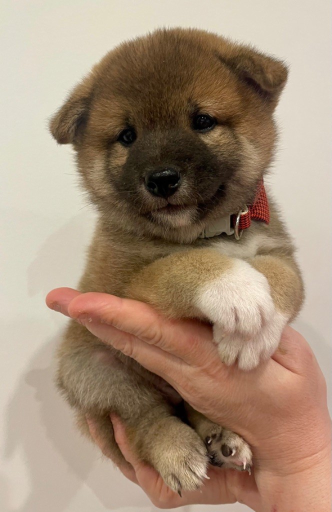 Du Jardin De Chinzan So - Chiot disponible  - Shiba