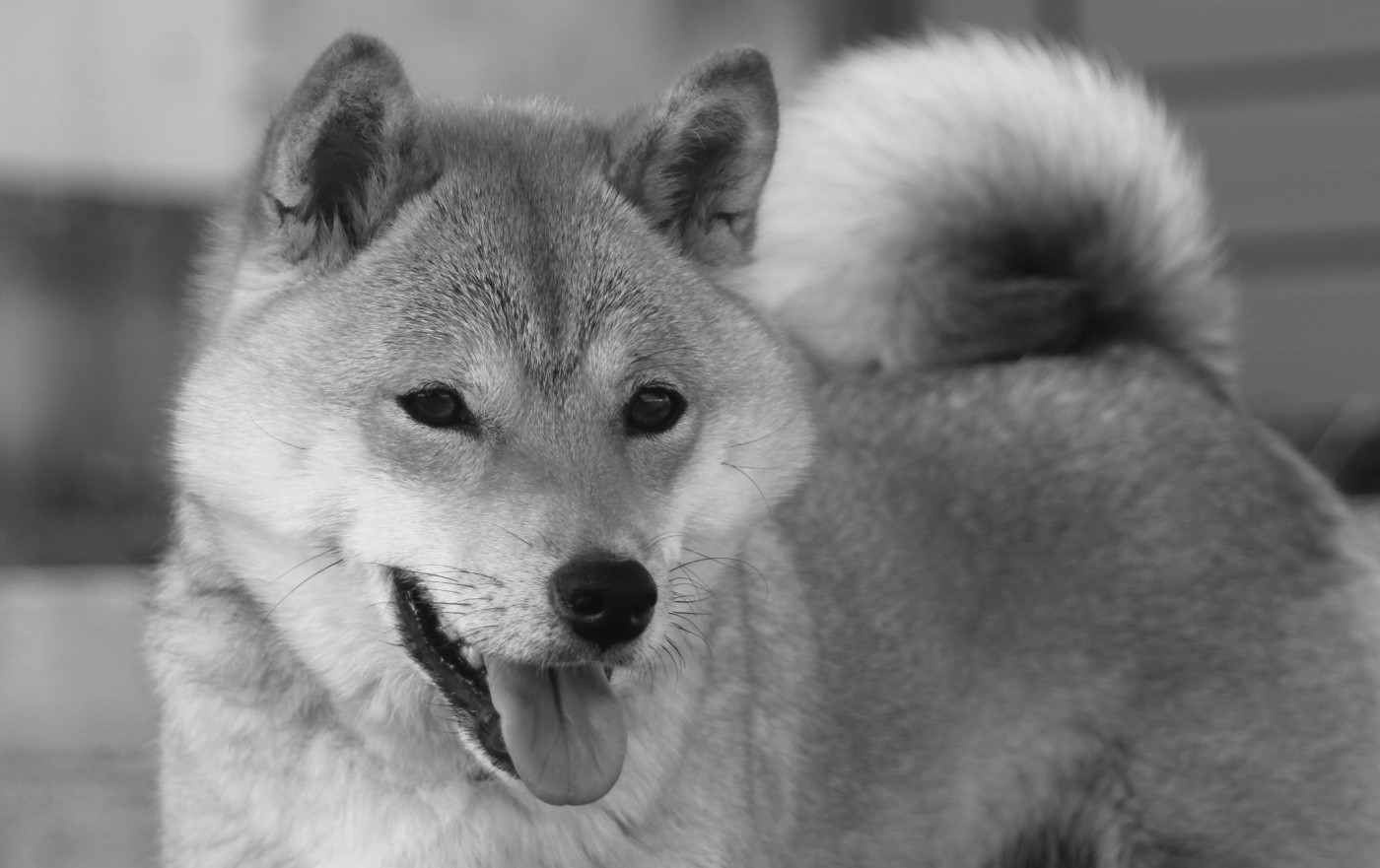 DES BEBES POUR FIN MARS