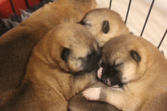 4 Femelles ont vu le jour !!!!