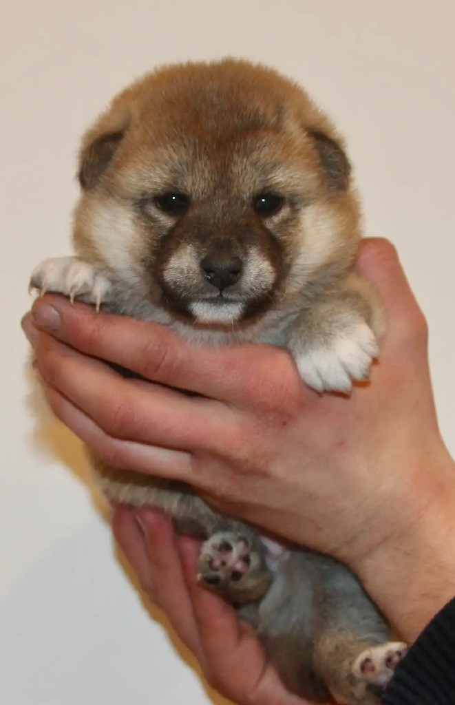 Du Jardin De Chinzan So - Chiots disponibles - Shiba