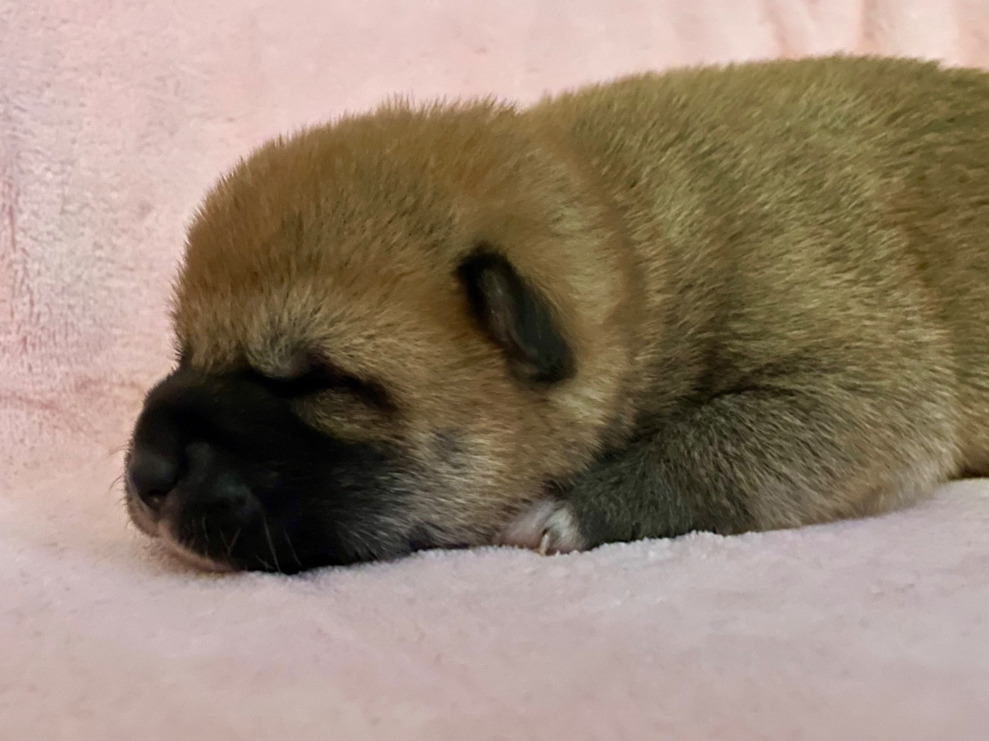 Du Jardin De Chinzan So - Chiots disponibles - Shiba