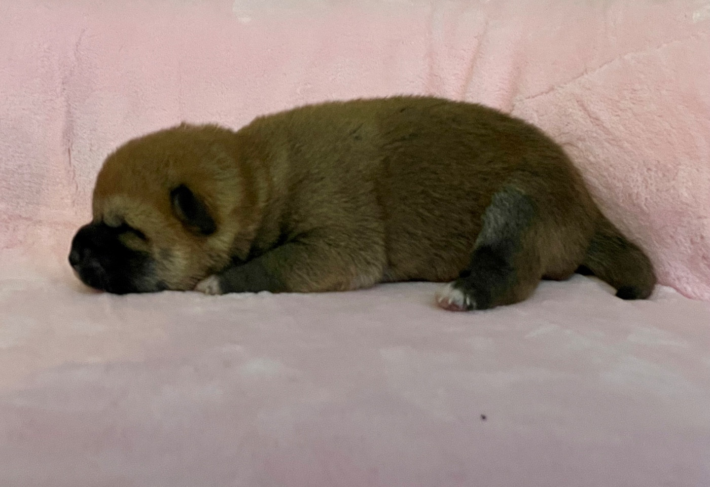 Du Jardin De Chinzan So - Chiots disponibles - Shiba