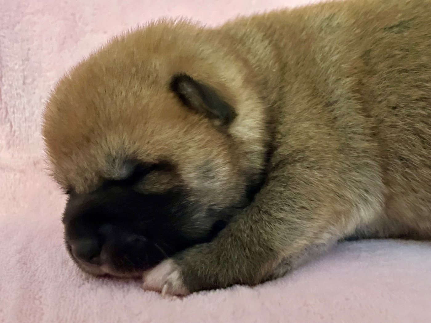 Du Jardin De Chinzan So - Chiots disponibles - Shiba