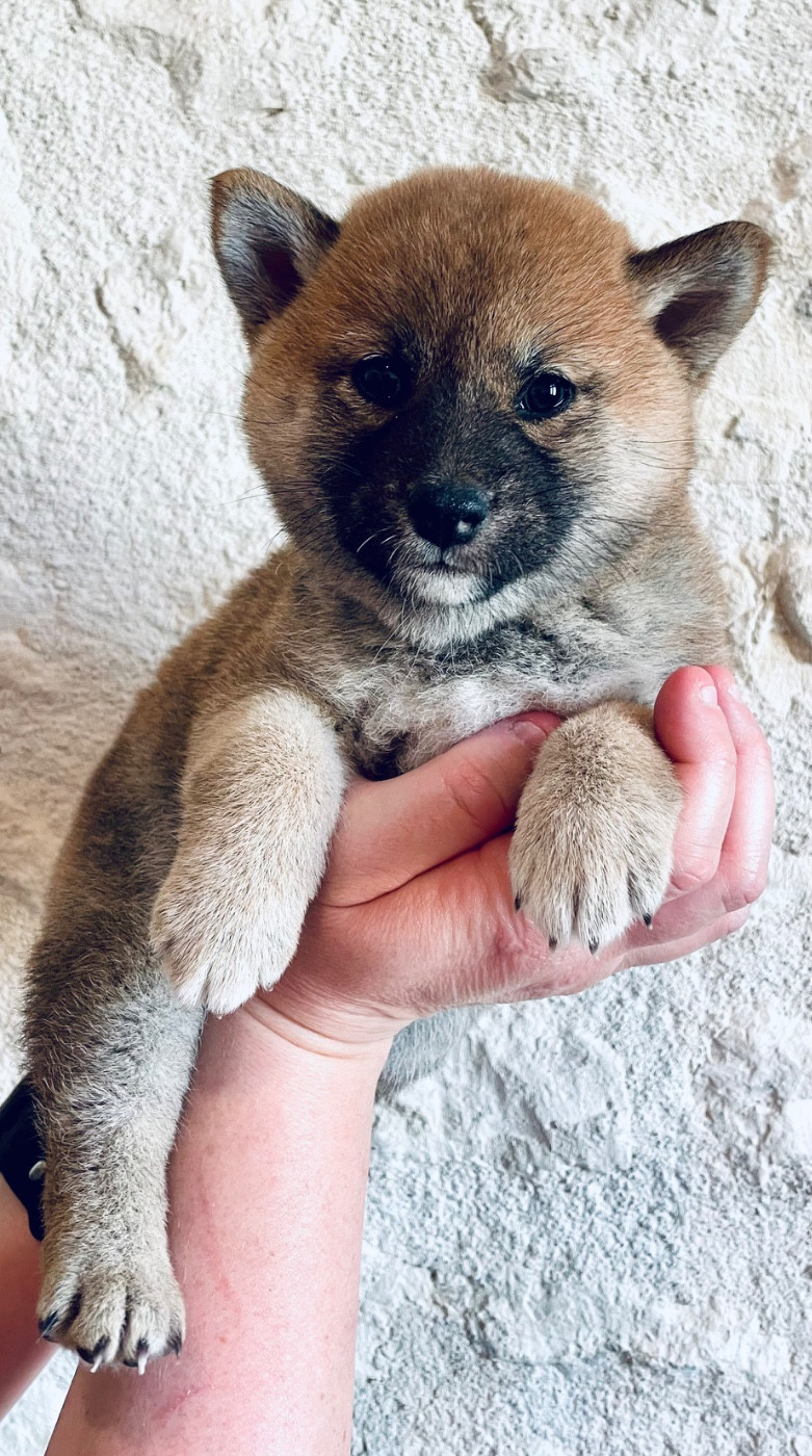 Du Jardin De Chinzan So - Chiots disponibles - Shiba
