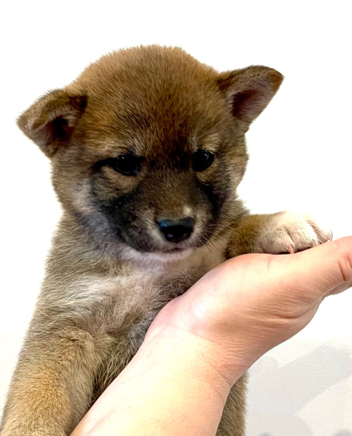 Du Jardin De Chinzan So - Chiots disponibles - Shiba