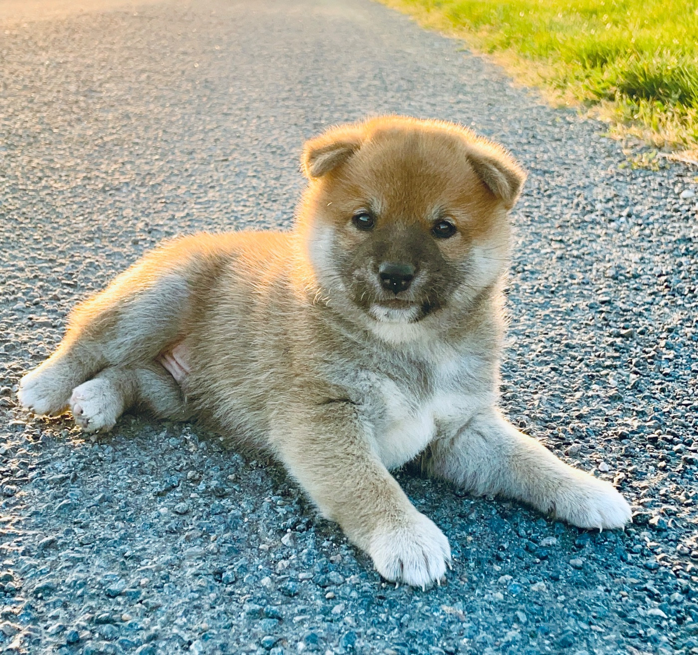 Du Jardin De Chinzan So - Chiots disponibles - Shiba