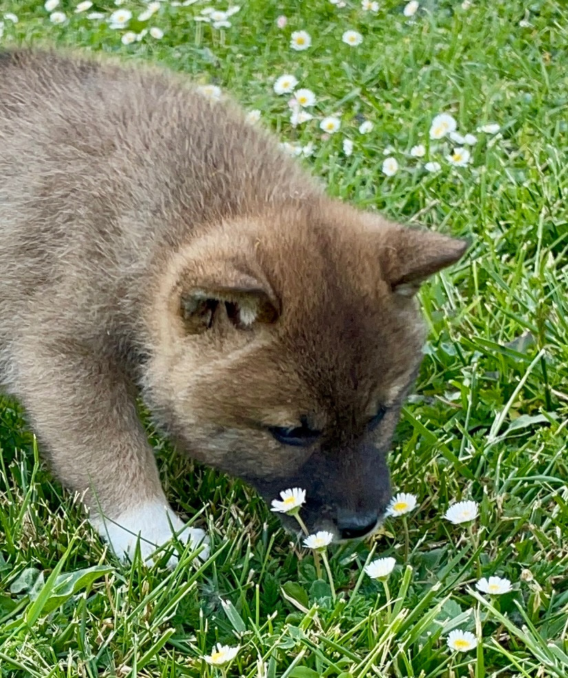 Du Jardin De Chinzan So - Chiots disponibles - Shiba