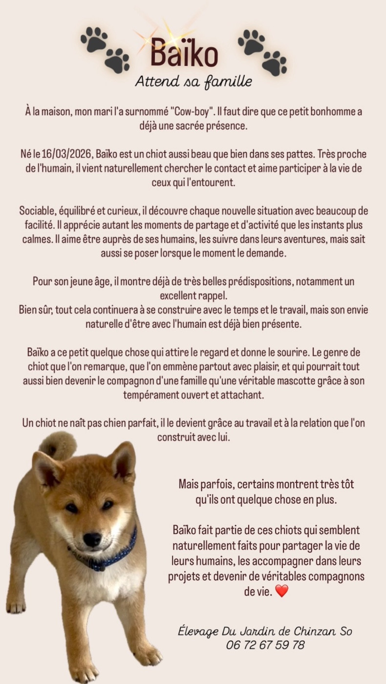 Du Jardin De Chinzan So - Chiots disponibles - Shiba