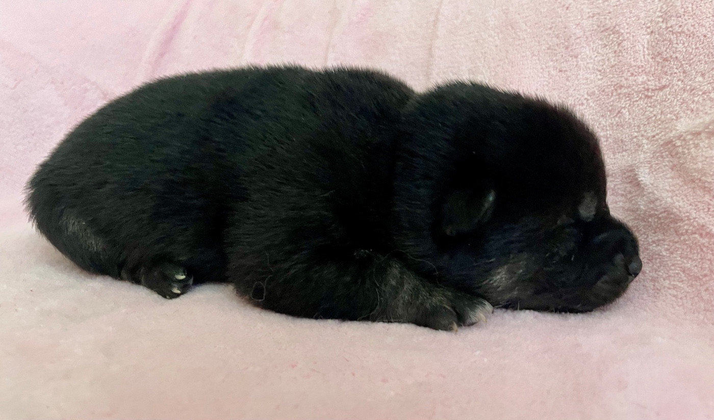 Du Jardin De Chinzan So - Chiots disponibles - Shiba