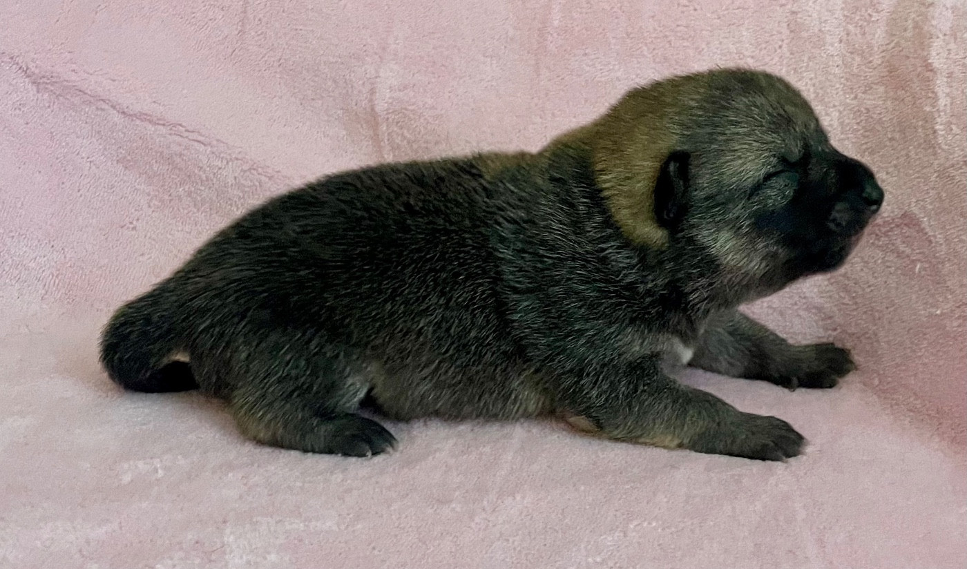 Du Jardin De Chinzan So - Chiots disponibles - Shiba