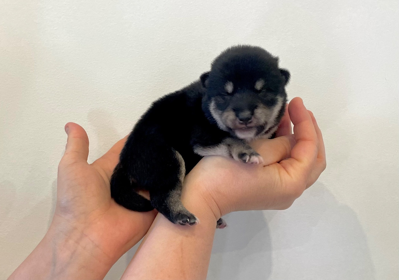 Du Jardin De Chinzan So - Chiots disponibles - Shiba