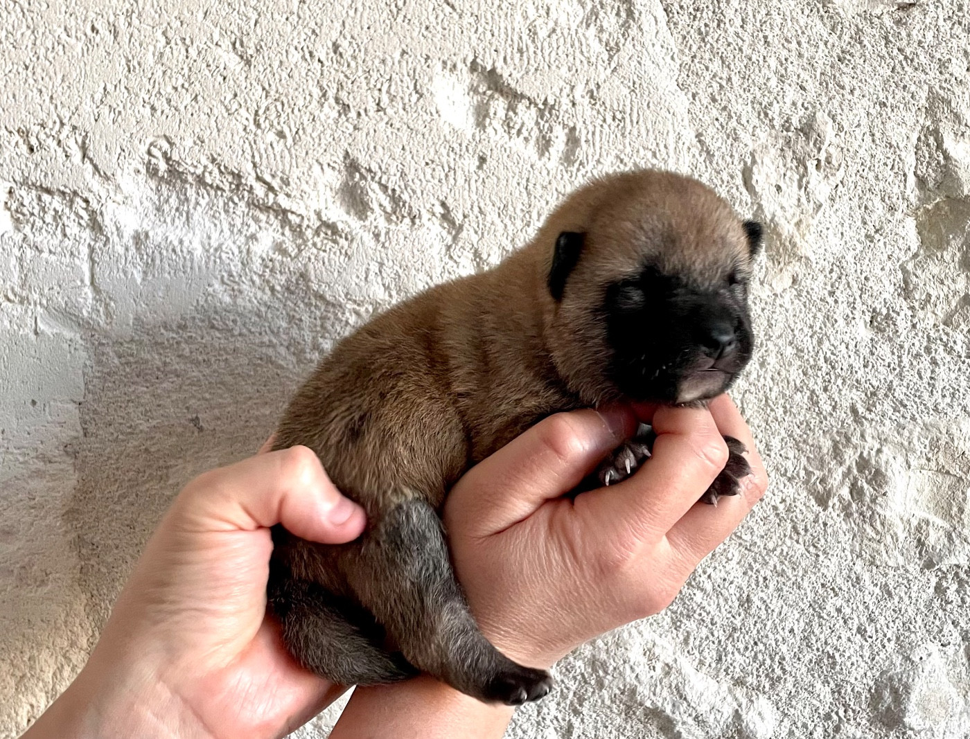 Du Jardin De Chinzan So - Chiots disponibles - Shiba