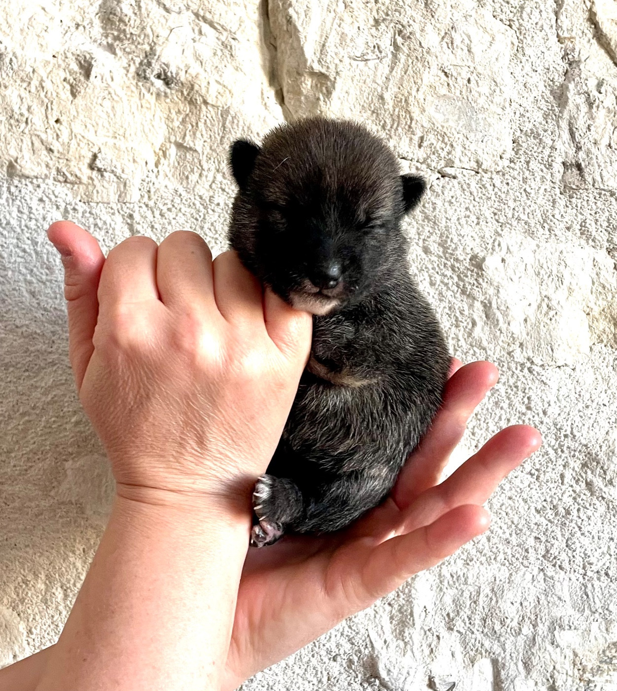 Du Jardin De Chinzan So - Chiots disponibles - Shiba