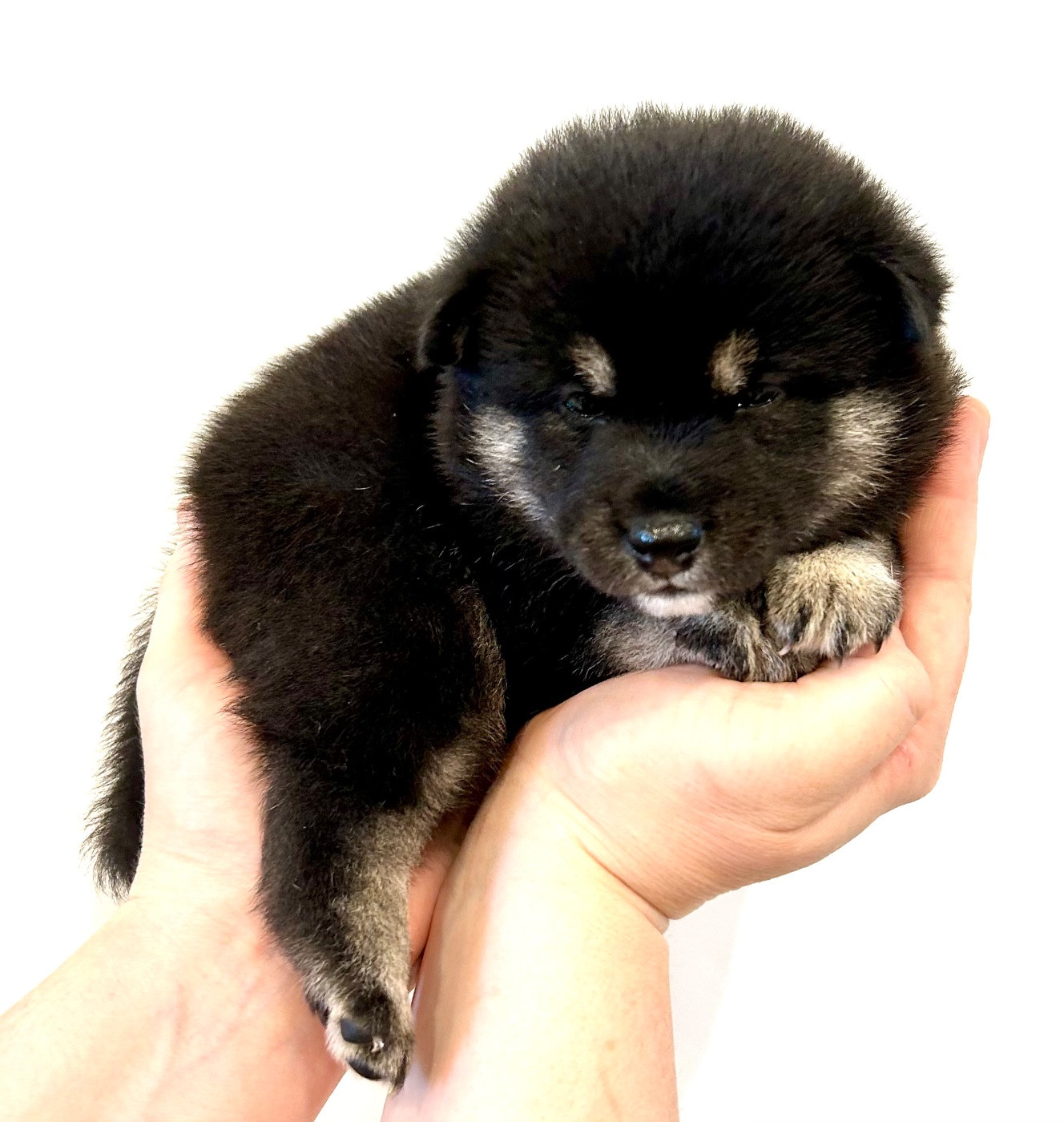 Du Jardin De Chinzan So - Chiots disponibles - Shiba