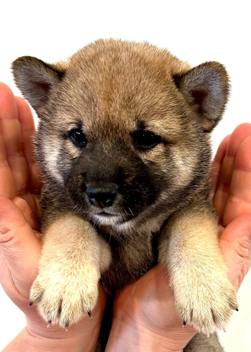 Du Jardin De Chinzan So - Chiots disponibles - Shiba