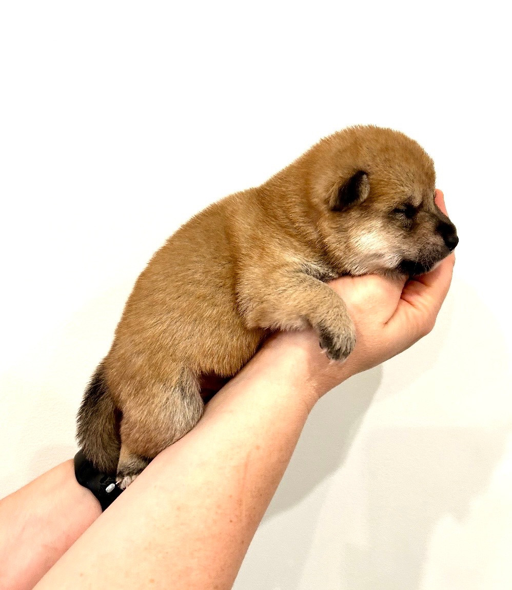 Du Jardin De Chinzan So - Chiots disponibles - Shiba