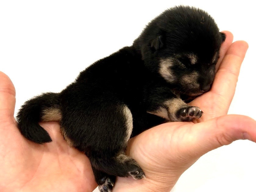 Du Jardin De Chinzan So - Chiots disponibles - Shiba