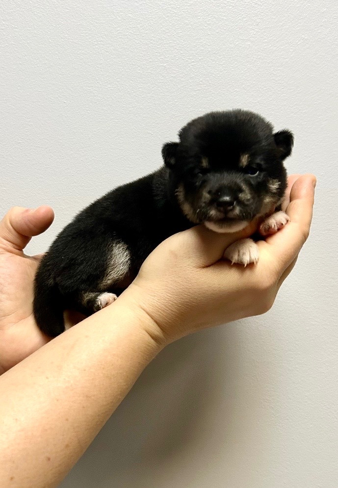 Du Jardin De Chinzan So - Chiots disponibles - Shiba