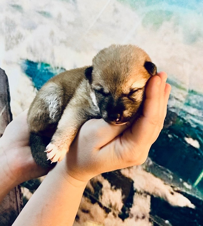 Du Jardin De Chinzan So - Chiots disponibles - Shiba