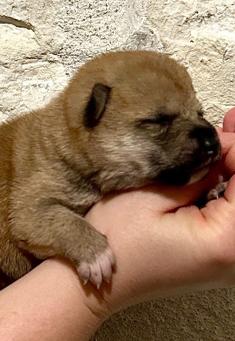 Du Jardin De Chinzan So - Chiots disponibles - Shiba