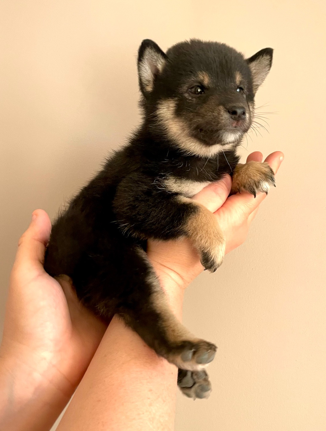Du Jardin De Chinzan So - Chiots disponibles - Shiba