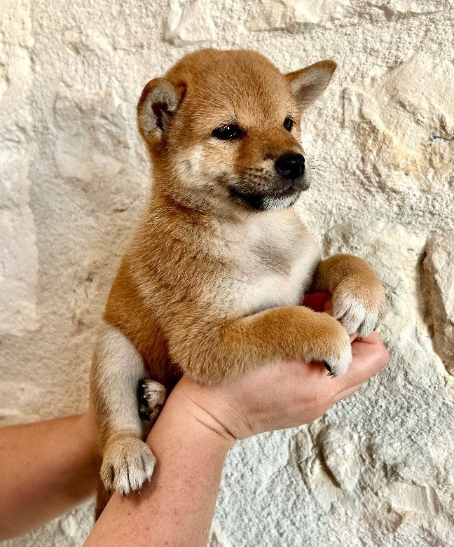 Du Jardin De Chinzan So - Chiots disponibles - Shiba