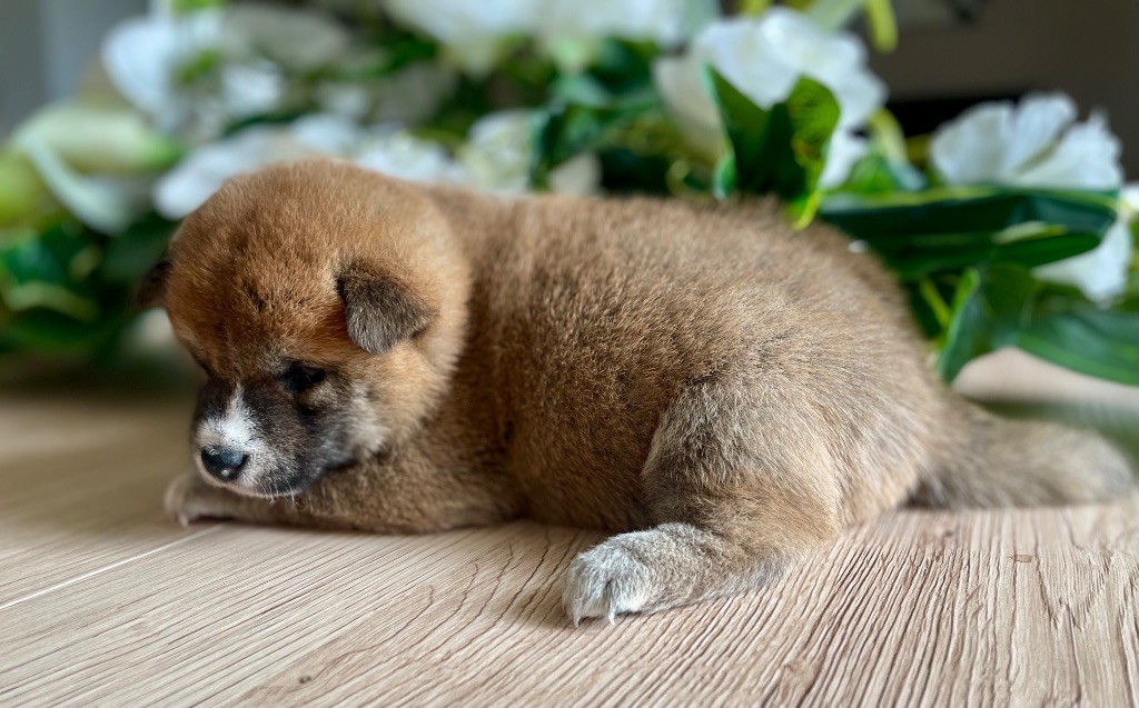 Du Jardin De Chinzan So - Chiots disponibles - Shiba