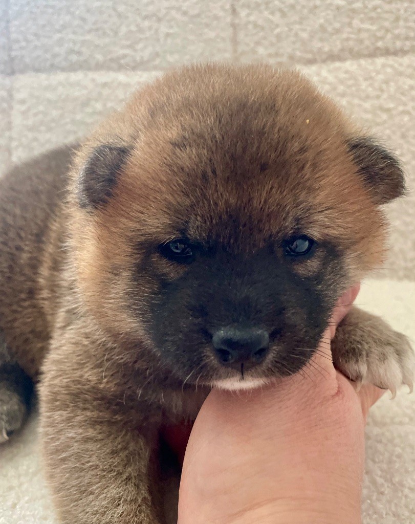 Du Jardin De Chinzan So - Chiots disponibles - Shiba