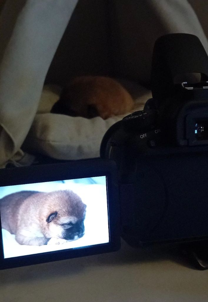 Du Jardin De Chinzan So - Chiots disponibles - Shiba