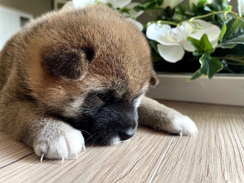 Du Jardin De Chinzan So - Chiots disponibles - Shiba
