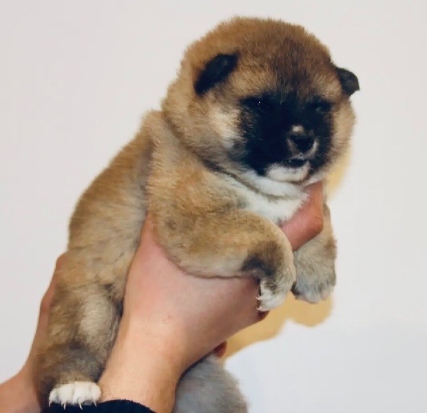 Du Jardin De Chinzan So - Chiots disponibles - Shiba