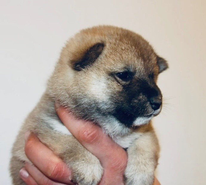 Du Jardin De Chinzan So - Chiots disponibles - Shiba