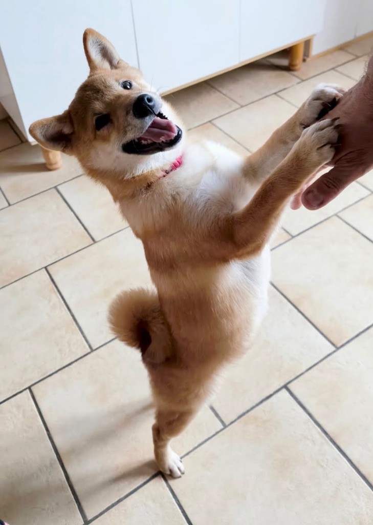 Du Jardin De Chinzan So - Chiots disponibles - Shiba