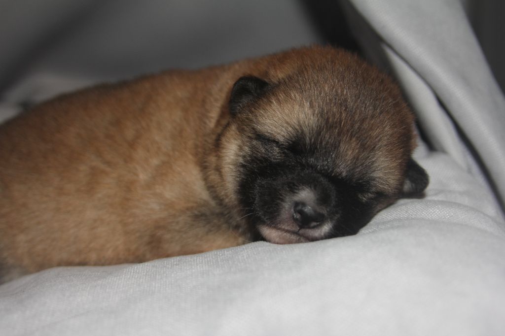 Du Jardin De Chinzan So - Chiots disponibles - Shiba